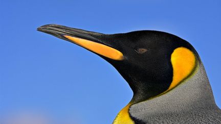 Un manchot photographi&eacute; aux &icirc;les Malouines. (ANDY ROUSE / REX FEATUR / SIPA)