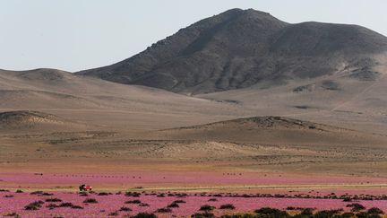 Le désert d'Atacama au Chili&nbsp;en fleur, le 7 octobre 2021.&nbsp; (JOSE CAVIEDES / MAXPPP)