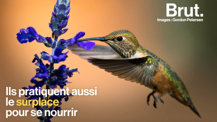 brut : colibri