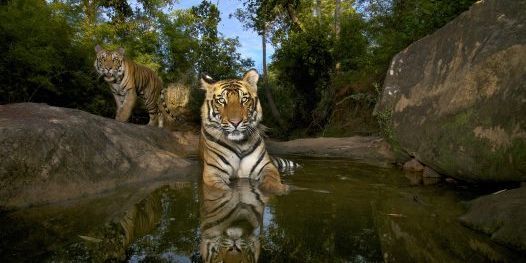 Tigres du Bengale dans le parc national de Bandhavgarh, Madhya Pradesh, en Inde
 (Steven Winter/ Veolia Wildlife Photographer of the Year)