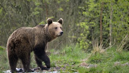 Pyrénées : la réintroduction d'ours fait débat