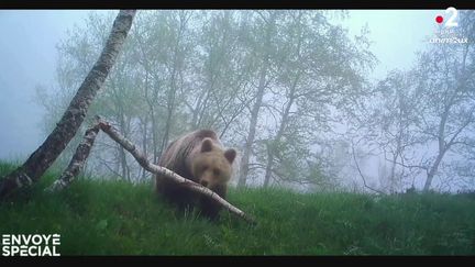 L'ours de la discorde (ENVOYÉ SPÉCIAL  / FRANCE 2)