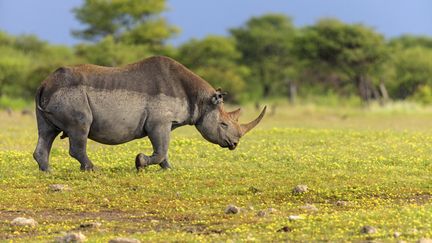 Un rhinocéros noir sur ses terres namibiennes photographié en 2014. (ALAIN MAFART-RENODIER / BIOSPHOTO)