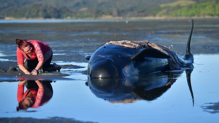 Un cimetière de baleines en Nouvelle-Zélande