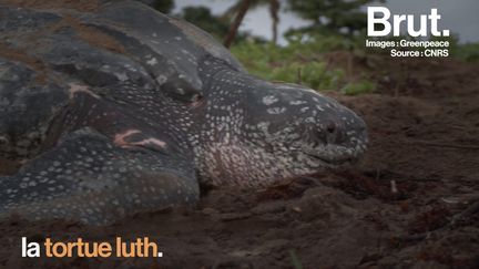 VIDEO. En Guyane, le combat de scientifiques pour sauver la plus grosse tortue au monde (BRUT)