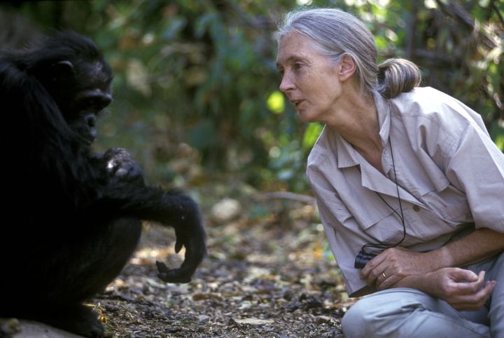 Jane Goodall en conversation avec un chimpanzé en Tanzanie à Gombe le 15 février 2005. (MICHEL GUNTHER / BIOSPHOTO / AFP)