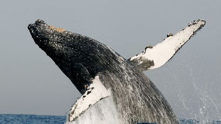 parcourant chaque année 5.000 à 16.000 kilomètres, traversant les océans d'un hémisphère à l’autre. Depuis des siècles, elles sont chassées par l’homme qui récupère sa chair, son huile et même son squelette. Au XXe, cette chasse s’est industrialisée, frôlant l'extinction de l’espèce. Mais les scientifiques ont fini par tirer le signal d’alarme. En 1946 a été créée une Commission baleinière internationale. Pourtant, l’industrie baleinière a poursuivi son massacre.  (Joe Bunni)