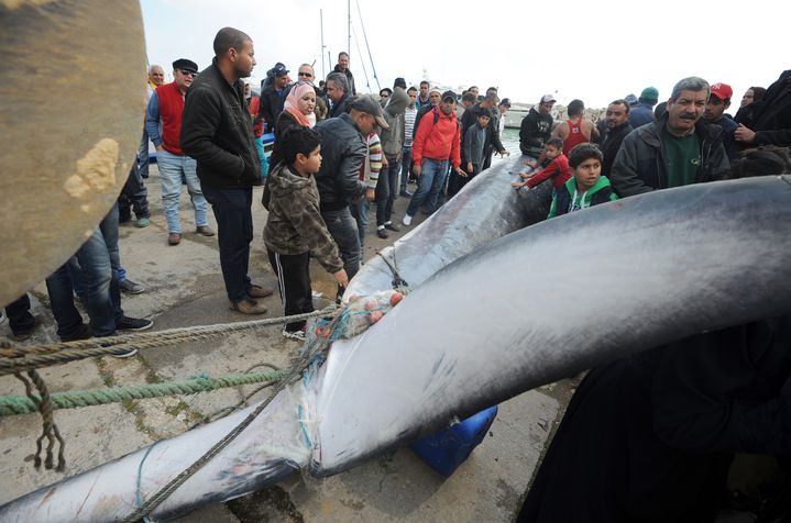 Des p&ecirc;cheurs tunisiens sortent de l'eau une baleine de 10 m&egrave;tres, morte dimanche 9 mars, pr&egrave;s du&nbsp;port de Sidi Bou Sa&iuml;d. (FETHI BELAID / AFP)