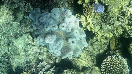 Australie : la Grande Barrière de corail, un joyau menacé par le réchauffement climatique