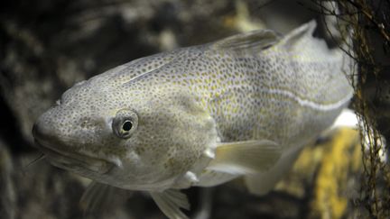 La cabillaud, poisson victime de surpêche. (/NCY / MAXPPP)