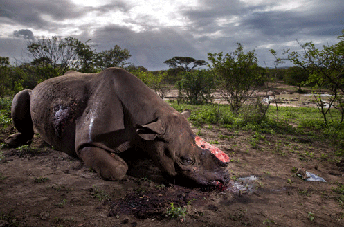 Sept semaines de recherche ont été nécessaires avant de tomber sur cette scène de crime. (BRENT STIRTON / GEO)