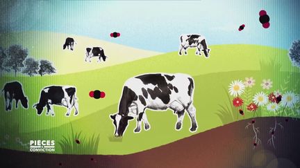 Non, les vaches au pré ne polluent pas forcément, et "Pièces à conviction" explique pourquoi (PIÈCES A CONVICTION / FRANCE 3)