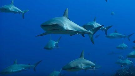 États-Unis : alerte aux requins sur la côte Est