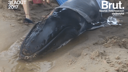 bébé baleine