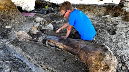 Le fémur de sauropode, à Angeac-Charente (Charente), le 24 juillet 2019. (GEORGES GOBET / AFP)