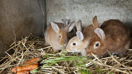 Une centaine de lapins ont été retrouvés morts près de leur cage (photo d'illustration). (CHRISTIAN WATIER / MAXPPP)