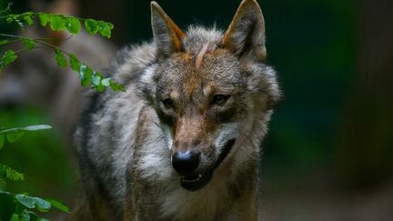 Contes et légendes : sur les traces de la bête du Gévaudan en Lozère