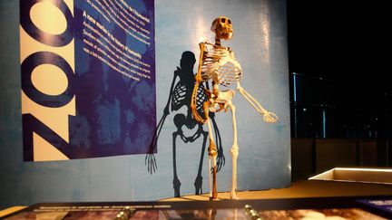 L'Australopithecus Sediba, dont les ossements et la reconstitution en 3 D sont exposés à Toulouse
 (SCHEIBER/20 MINUTES/SIPA)