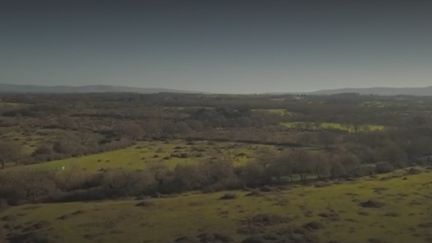 Grande-Bretagne : la nature reprend ses droits sur d’anciennes terres agricoles