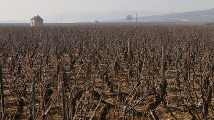 Gelées noires : des vignobles ravagés