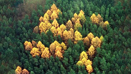 Vue aérienne d'une forêt de conifères, le 14 novembre 2000, près du village allemand de Zernikow (Brandebourg). (REUTERS)