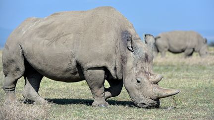 Najin (30 ans) et sa fille Fatu (19 ans), les deux dernières femelles rhinocéros blanc du Nord dans la reserve Ol Pejeta au Kenya. (TONY KARUMBA / AFP)