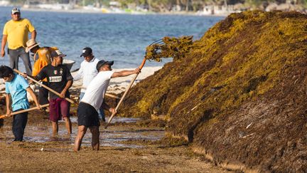 Des algues de sargasse sur une plage de Majahual (Mexique), le 8 août 2019. (MAXPPP)