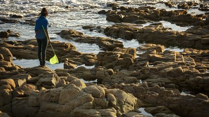 Dans le golfe du Morbihan, en août 2015. (SPANI ARNAUD / HEMIS.FR / AFP)