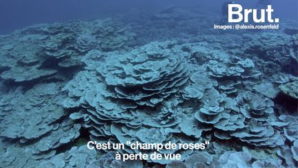 Alors que plus de 80 % de l'océan est encore inexploré, l'équipe de l'explorateur Alexis Rosenfeld vient de mettre au jour en Polynésie française ce paysage unique : un récif corallien profond. Il raconte les enjeux de cette découverte inédite.