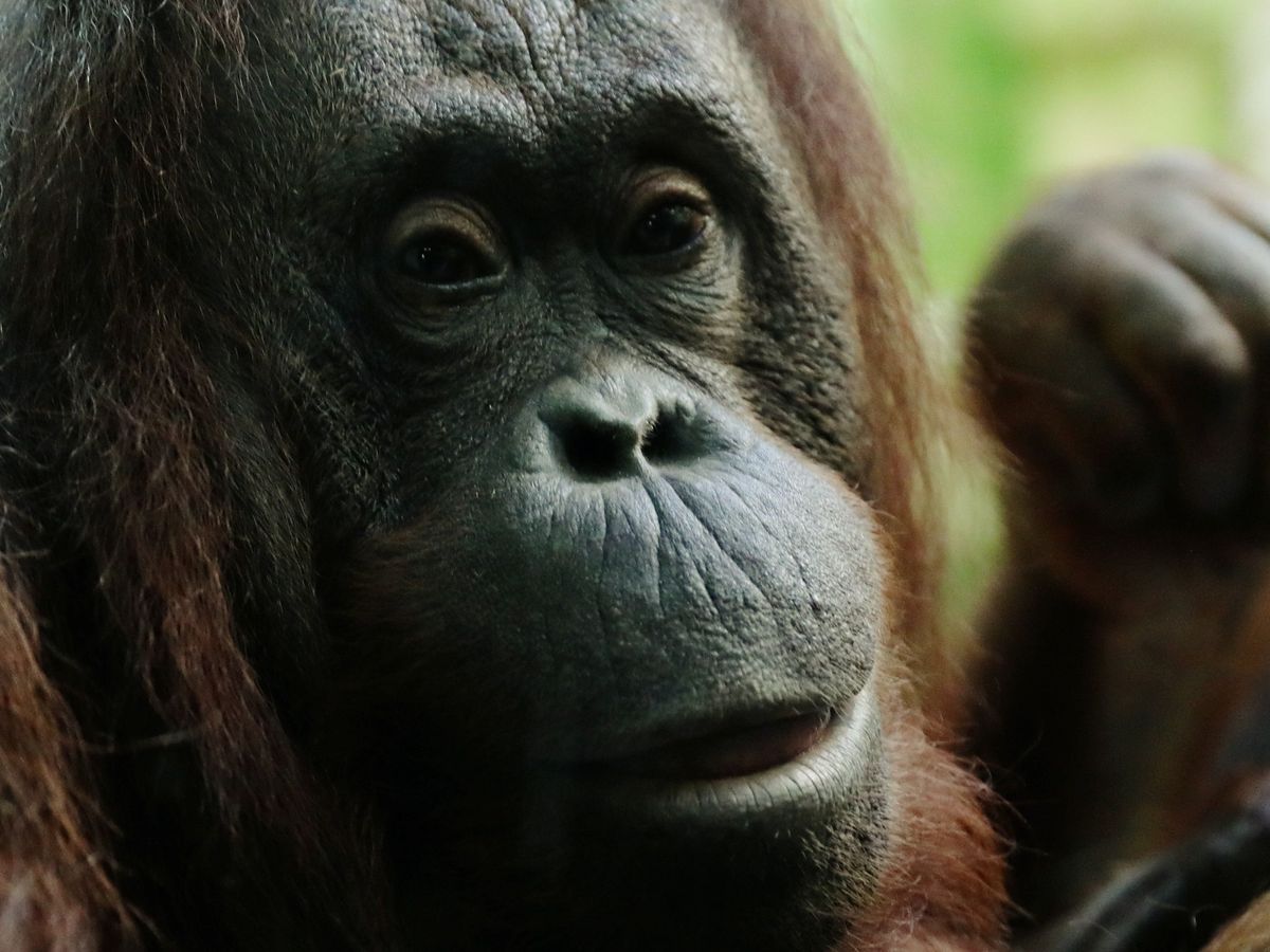 Reouverture Du Zoo Du Jardin Des Plantes Les Singes Attendent Avec Impatience Le Retour Du Public Selon L Un Des Responsables