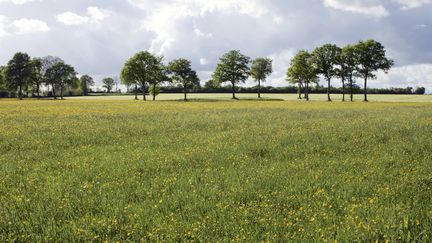 Le site de Notre-Dame-des-Landes, le 9 juin 2013. (JACQUES LOIC / PHOTONONSTOP / AFP)