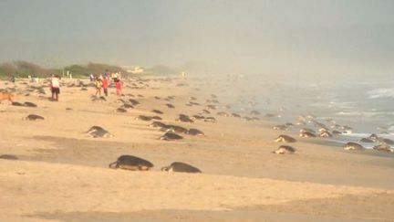 La période de la ponte pour les tortues dans le sud du Mexique