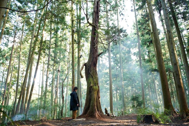 "Voyage à Yoshino" de Naomi Kawase
 (Neue Visionen Filmverleih )