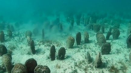 Méditerranée : la grande nacre est en voie d’extinction