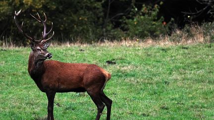 La société de vènerie en France a ouvert une enquête interne pour faire la lumière sur les conditions d'abattage d'un cerf lors d'une partie de chasse à courre  dans l'Orne, le 3 décembre (photo d'illustration, le 6 novembre 2024) (SYLVESTRE / MAXPPP)