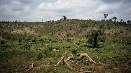 Des arbres cassés en raison de l'intense déforestation menée dans parcelle de forêt du comté de Lofa, dans le nord du Liberia,&nbsp;le 28 avril 2016. (MARCO LONGARI / AFP)