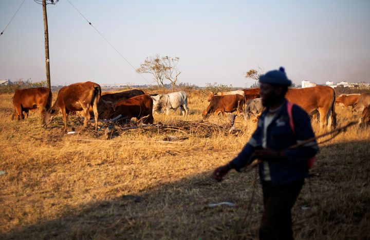 A Cato Ridge, près de Durban, dans la province du KwaZulu-Natal (sud-est de l'Afrique du Sud) le 28 juillet 2019.&nbsp; (REUTERS - ROGAN WARD / X02832)