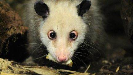 Heidi, l'opossum qui louche, est décédée le 28 septembre 2011 à Leipzig. (JOHANNES EISELE / AFP)