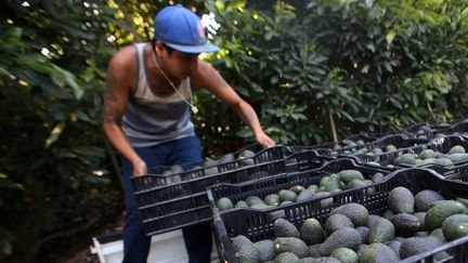 Faute d'eau, certains agriculteurs locaux ont perdu leurs arbres et se sont tournés vers d'autres cultures. (CLAUDIO REYES / AFP)