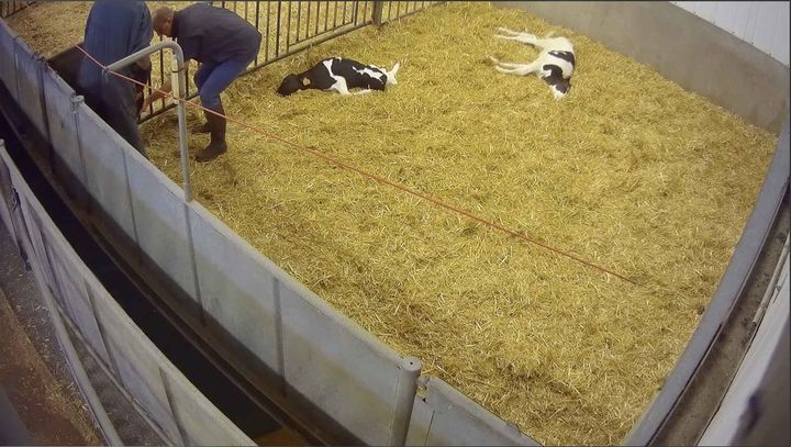 Capture d'écran d'une vidéo tournée dans un centre de tri de veaux, entre juillet et octobre 2019, dans le Finistère.&nbsp; (ASSOCIATION L214)