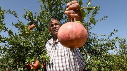 Cueillette de grenades à Testour (nord de la Tunisie), le 15 octobre 2016. (FETHI BELAID / AFP)