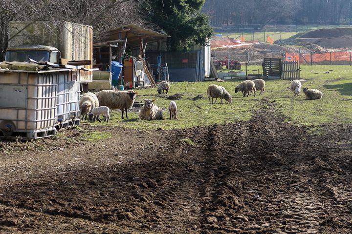 Les moutons de Philippe Layat paissent &agrave; la porte de sa ferme,&nbsp;le 13 f&eacute;vrier 2015, &agrave; D&eacute;cines (Rh&ocirc;ne). (BENOIT ZAGDOUN / FRANCETV INFO)