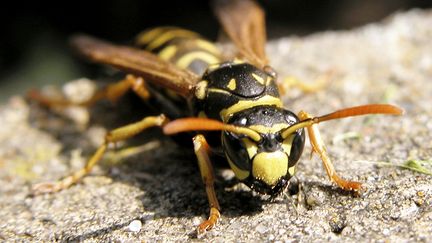 Insectes : pourquoi les guêpes sont partout cet été