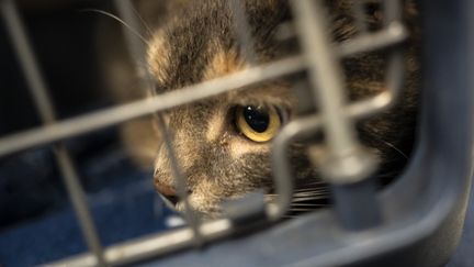 Un chat sorti de fourrière pour être proposé à l'adoption est amené chez un vétérinaire, en février 2021. (LAURE BOYER / HANS LUCAS / AFP)