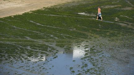 Une plage de&nbsp;Saint-Brieuc, envahie par les algues vertes, en octobre 2014. (DAVID ADEMAS / MAXPPP)