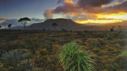 Le parc national de Mount Field en Tasmanie
 (Stanislas Fautré - extrait de &quot;Au bout du Monde, l&#039;Australie&quot; (Glénat))