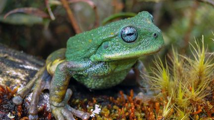 Une nouvelle espèce de grenouille marsupiale a été découverte dans un parc naturel de l'Amazonie péruvienne, a rapporté&nbsp;le 12 avril 2021 le Service national des zones naturelles protégées. (HANDOUT / SERNANP / AFP)