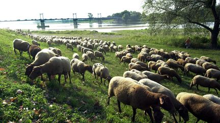 Normandie : la transhumance urbaine d'un berger et ses brebis