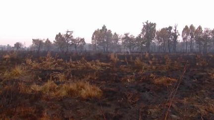 Incendies en Gironde :&nbsp;la pluie tant espérée est&nbsp;arrivée (FRANCE 2)