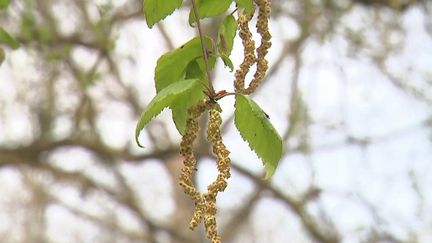 Pollen : alerte aux allergies dans le Nord de la France